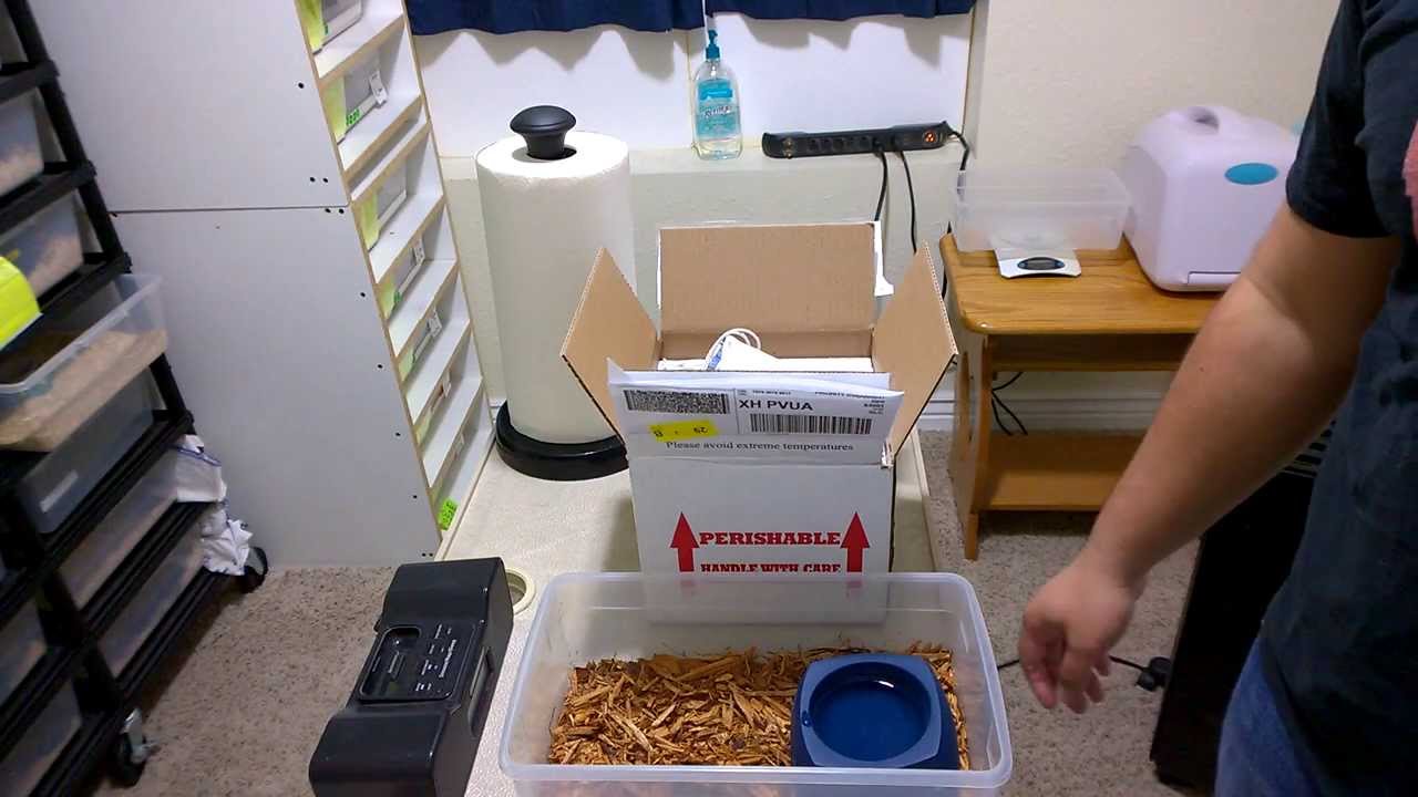 Unboxing My Zebra Jungle Carpet Python