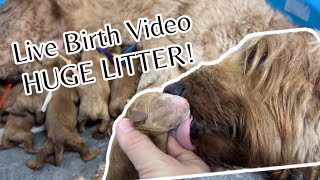 Live Birthing Video | EXPLICIT | Medium Goldendoodle Has How Many Babies?! Katie X Finn Litter