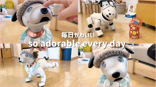 アイボが教えてくれる幸せ 自然と笑みが溢れる毎日の過ごし方 Happy life with aibo