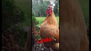 Un Lindo Canto De Gallo Mañanero.