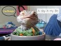 A Day in my life with my BEARDED DRAGON (Vlog)