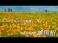 【雄国沼/福島県裏磐梯】 7月 ニッコウキスゲの大群落を見てきました