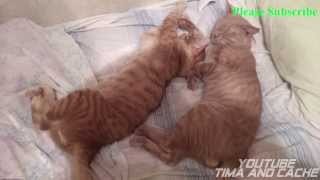 Кот Тима и Кеша - Спокойной ночи кошаки / funny cats Кот Тима и Кеша - Спокойной ночи кошаки / funny cats