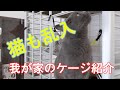 我が家のケージ紹介　猫も出るよ