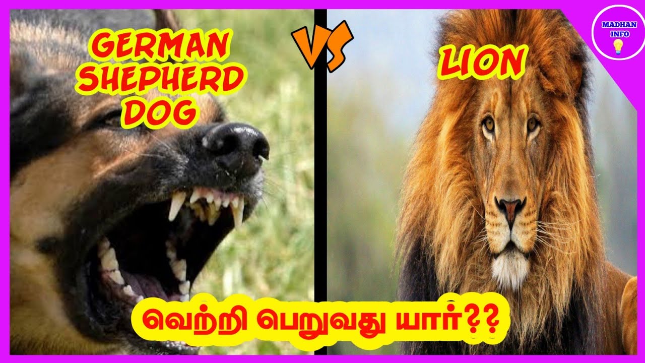 German shepherd dog vs lion in tamil madhan Info YouTube