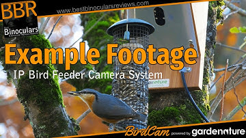 IP Bird Feeder Camera System - Example footage