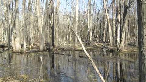 Sounds of a vernal pool Pt. 3