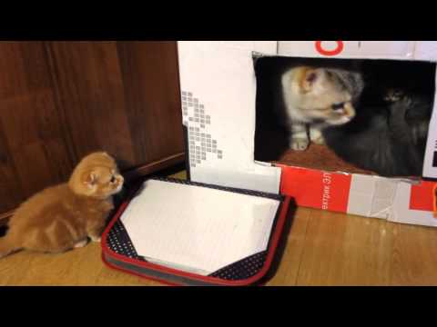 Котята Кошка такса Манчкин