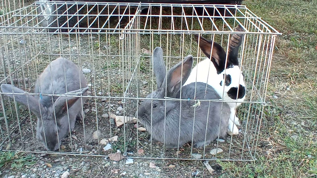 Novosadska berza ptica i sitnih zivotinja (19.08.2021)