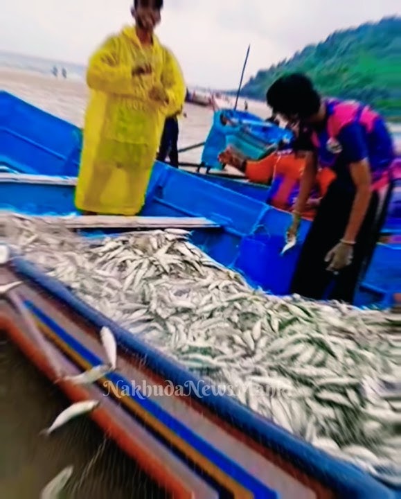 🎣 Amazing Tarli (Sardine) Fishing at Manki Madi Beach | Full Catch Video 2025