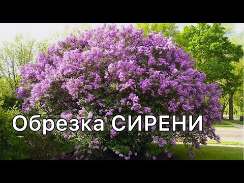 Видео: Когда следует обрезать разросшуюся сирень?