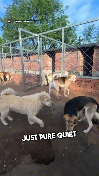 When Alpha Dog Walks In Chaos Stops Instantly 👑🔥