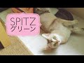 スピッツ・グリーン   (cat)