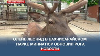 Олень Леонид в Бахчисарайском парке миниатюр обновил рога