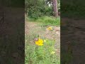 butterfly#butterfly on flower#beautiful #shorts#trending#viral#santoshnagekar