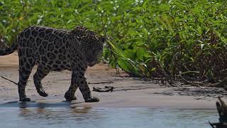 jaguar on the hunt