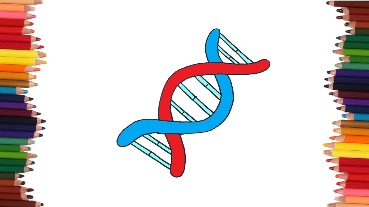 Como dibujar un ADN | Dibujos faciles - thptnganamst.edu.vn