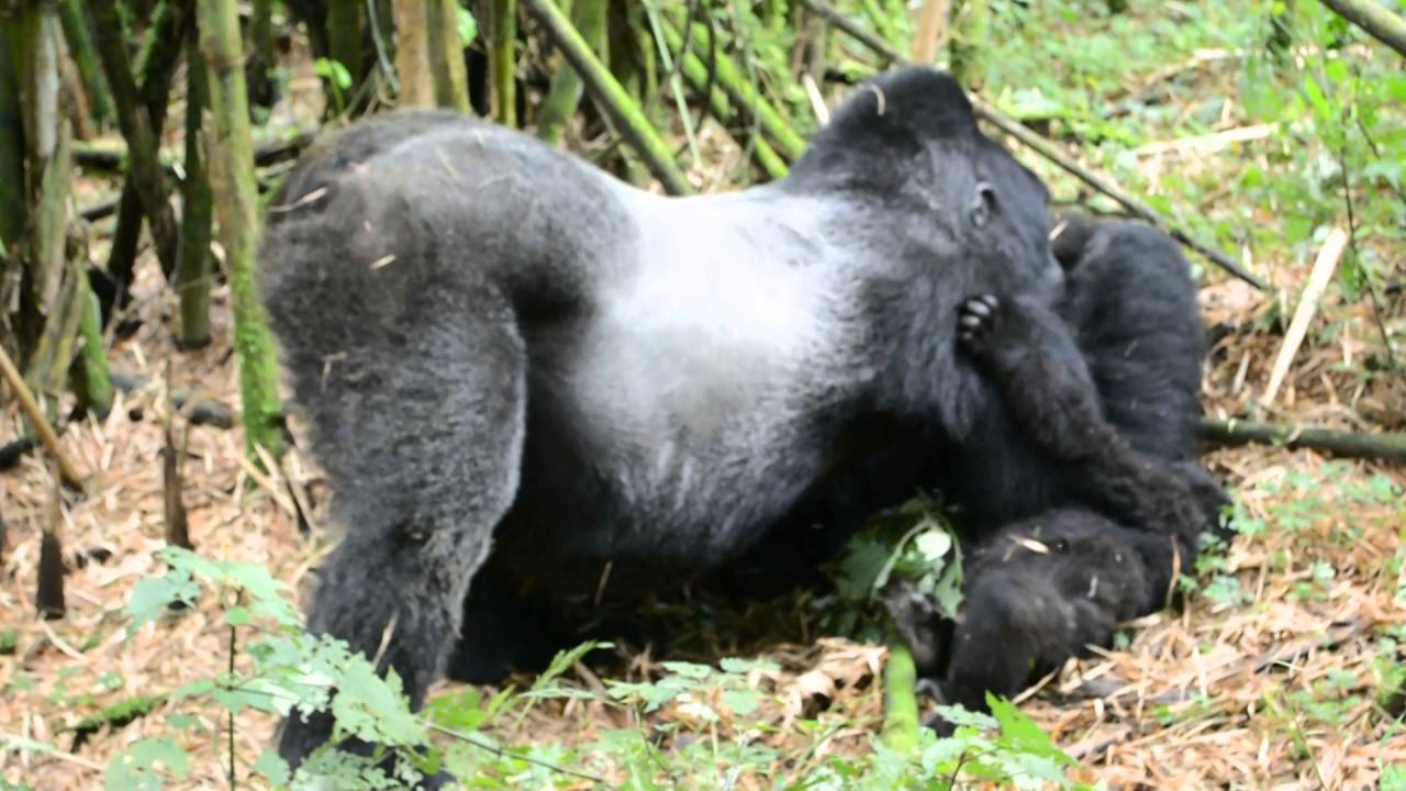Mountain gorilla play & protection YouTube