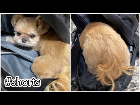 リュックに入って可愛い声で遊ぶ犬 チワワ×シーズー #shorts