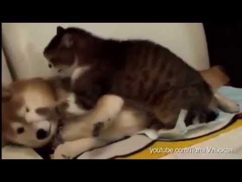 Video: Kaip Susidraugauti Su Kate Ir šuniuku