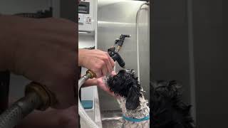 How to Wash Your Dog’s Face by melissa the groomer 1,947 views 2 years ago 1 minute, 3 seconds