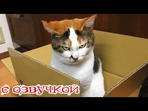 Приколы с котами! С ОЗВУЧКОЙ! САМЫЕ СМЕШНЫЕ ЖИВОТНЫЕ! Смешные коты и собаки! УГАР!