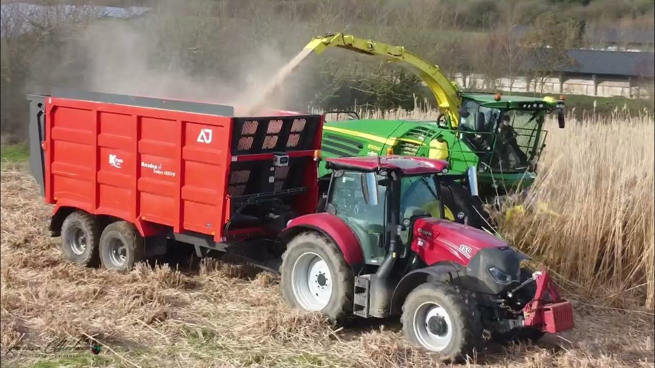 Foraging Miscanthus aka Elephant Grass with Team Heywoods YouTube