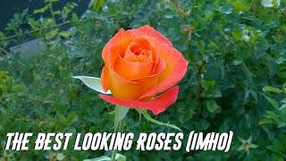 Rare simsalabim Rose  Magical Roses 1 Live Flowering Plant