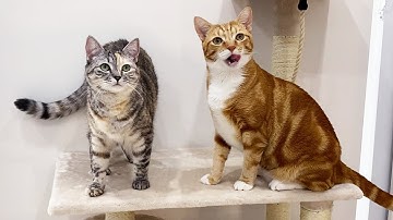 Surprising my cats with a big cat tree! Watch how my cats celebrate their adoption day!