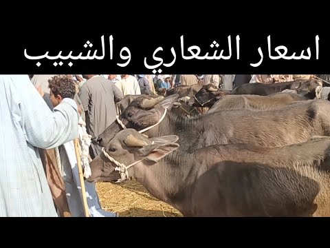   8000               24