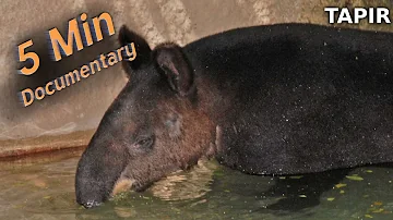 Tapir - 5 Minute Documentary
