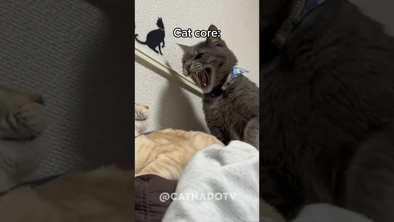 cat core🐈 #cat #funny #core #cats #funnycats #catcore