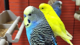 Relaxing Budgie Sounds