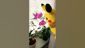 If You Love Pikachu – This Is For You ❤️⚡...#pikachu #pokemon #funnyvideo #plush