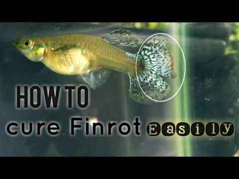 Video: Sådan Behandles Akvarie Guppies Til Finrot