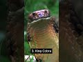 Top 5 venomous snakes #Wildlife #AnimalFacts #SnakeFacts #DangerousAnimals  #YouTubeShorts