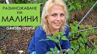 картинка: Размножаване на МАЛИНИ