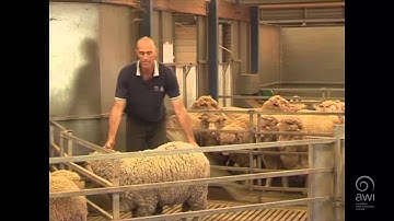 AWI Wool Handling - Getting Prepared - Point of View - Rams