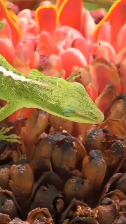 hewan kadal ijo bunga#shorts