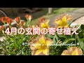《玄関の寄せ植え》ガーデニング＊3月に植えた花の成長＊