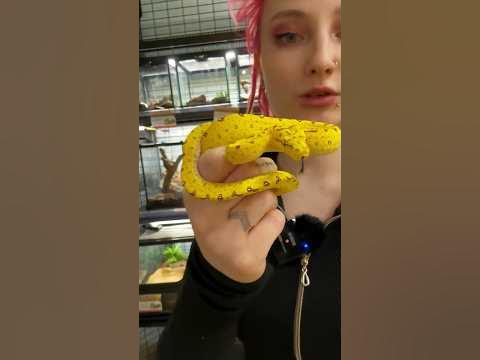 Зеленый питон 🐍 #питомцы - YouTube