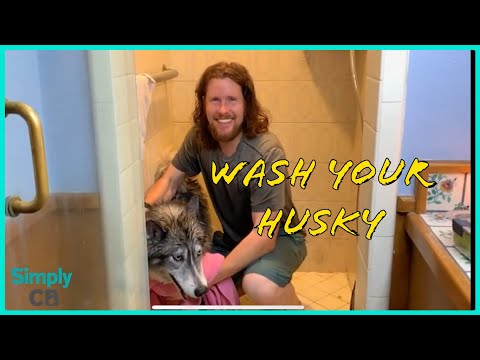 Despite their dislike of water, huskies can be washed. [Research]