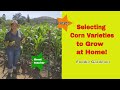 Selecting Corn Varieties to Grow at Home 🌽 Corn Growth and Pollination Foodie Gardener