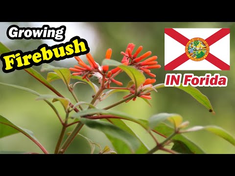 Video: Growing Firebush In A Container – How To Care For Container Grown Firebush