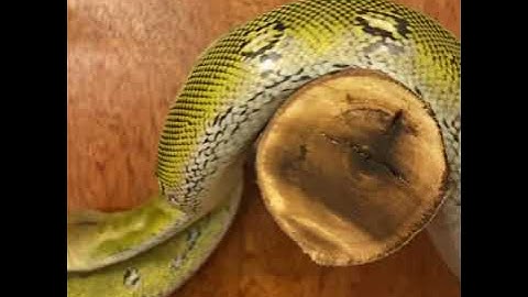 Platinum marble het anthrax reticulated python