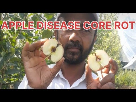 APPLE DISEASE CORE ROT#farming - YouTube