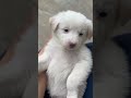 😘😘😘#dog #puppy #cute #beautiful