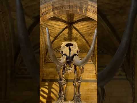 Videó: 8 Látnivalók a londoni Természettudományi Múzeumban
