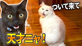 ある日突然 天才になった猫