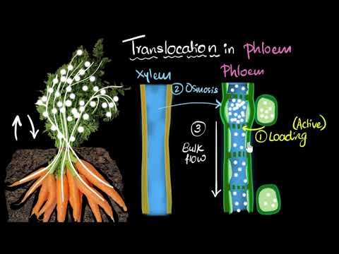 Video: Was sind Assimilate in Phloem?